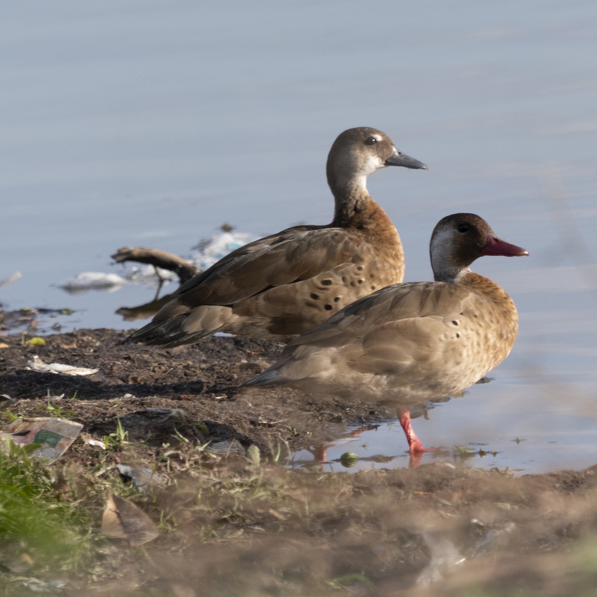 Brazilian Teal - ML643402625