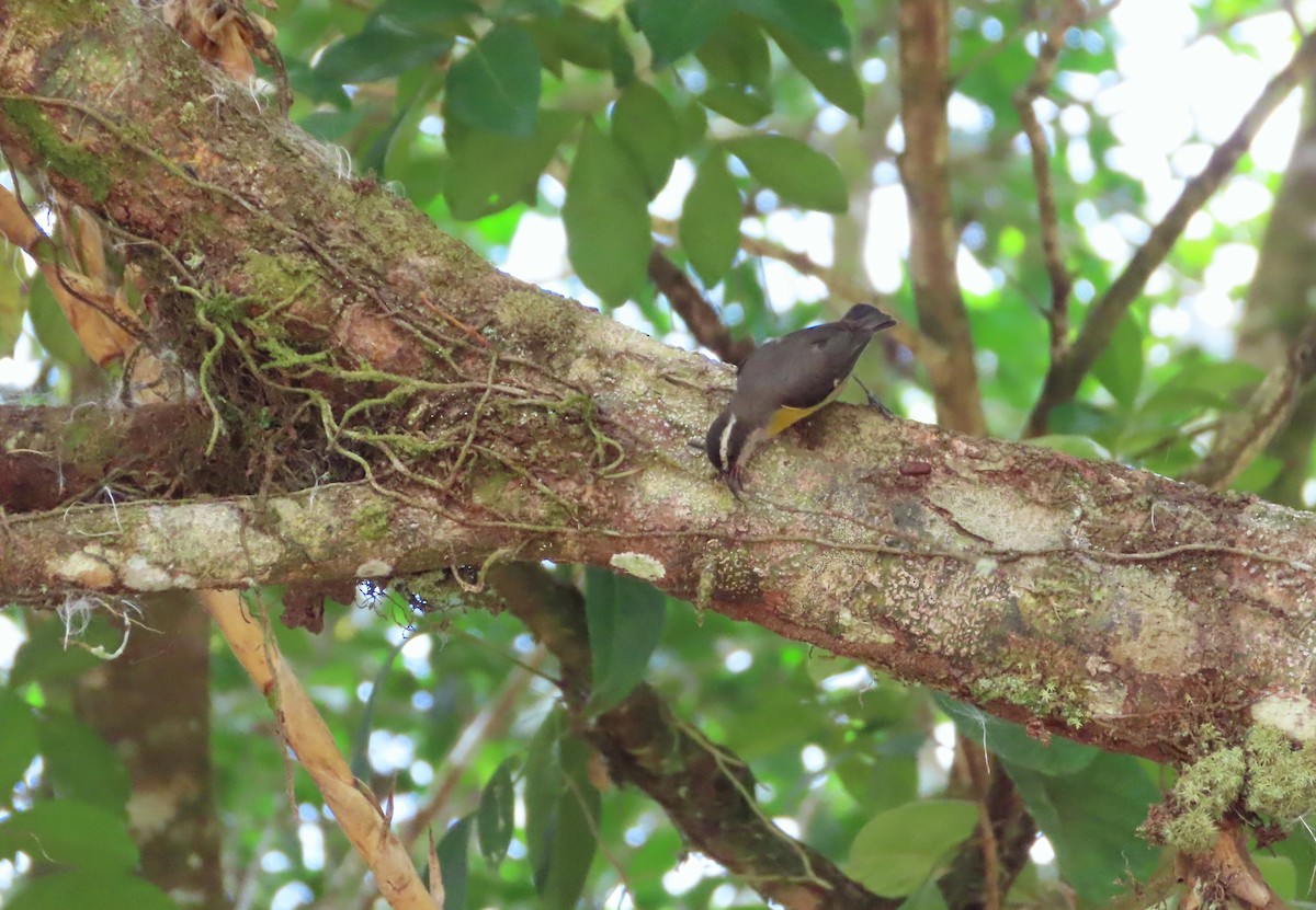 Bananaquit - ML643402630