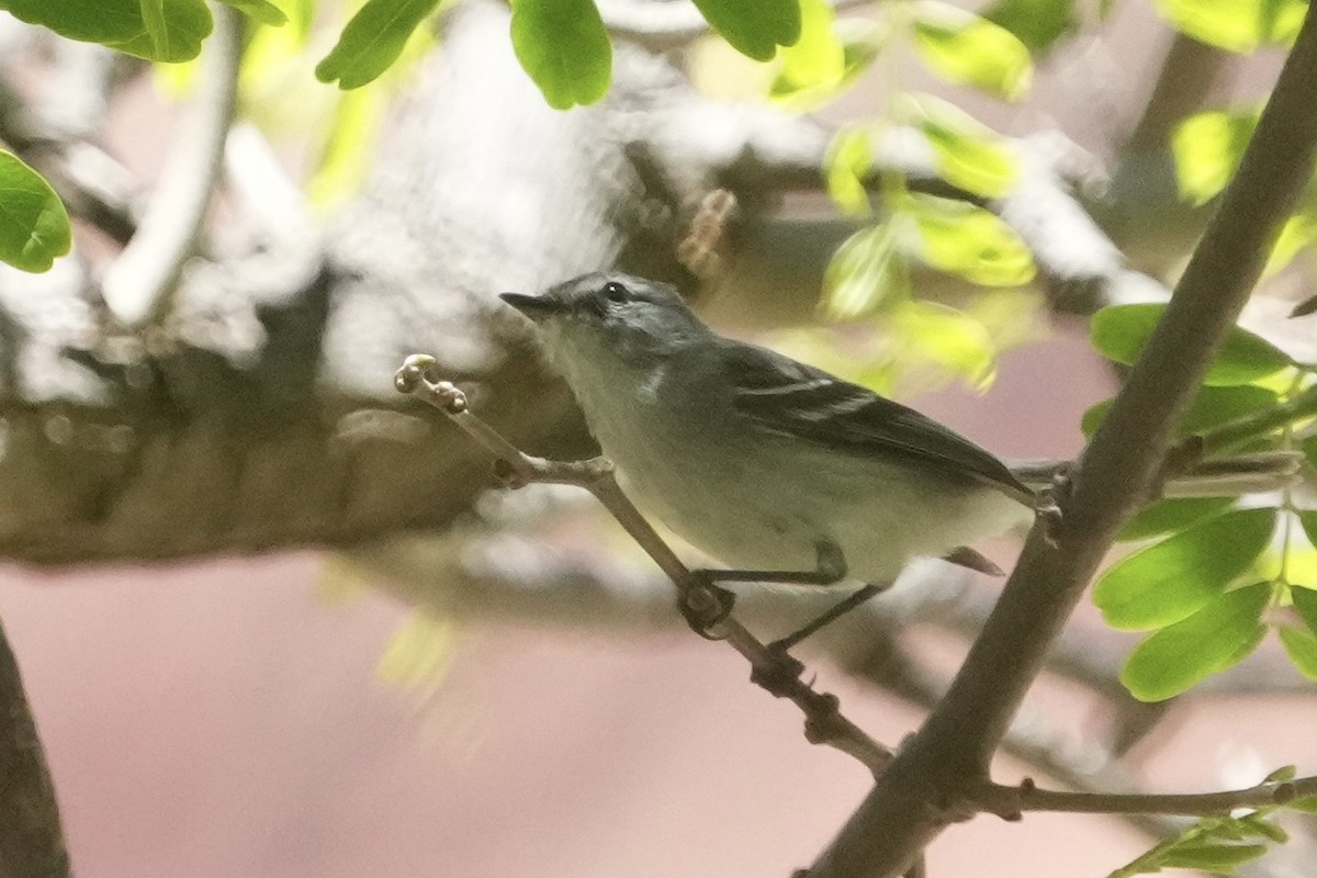 White-crested Tyrannulet (White-bellied) - ML643402631