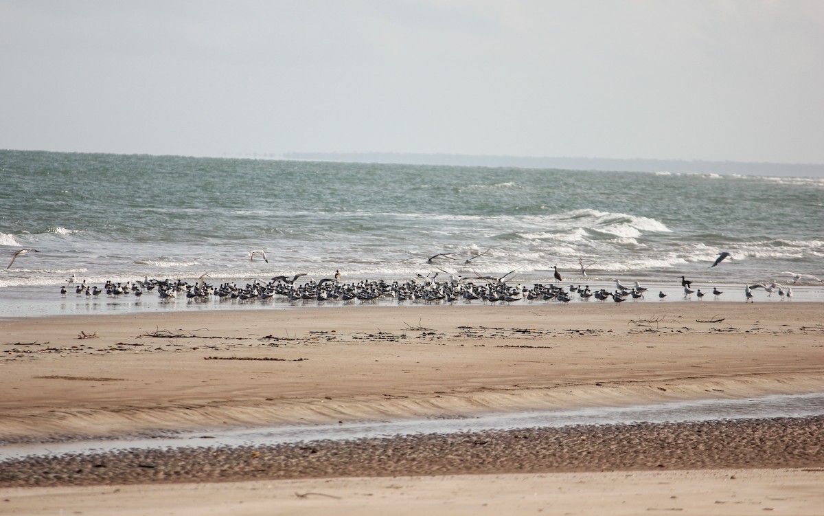 Great Crested Tern - ML643402633