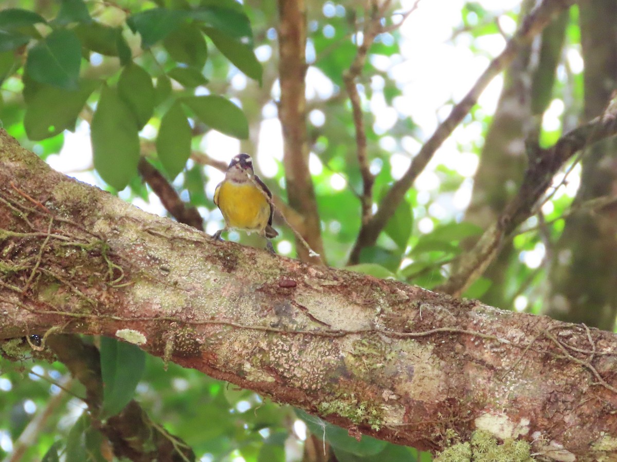 Bananaquit - ML643402634