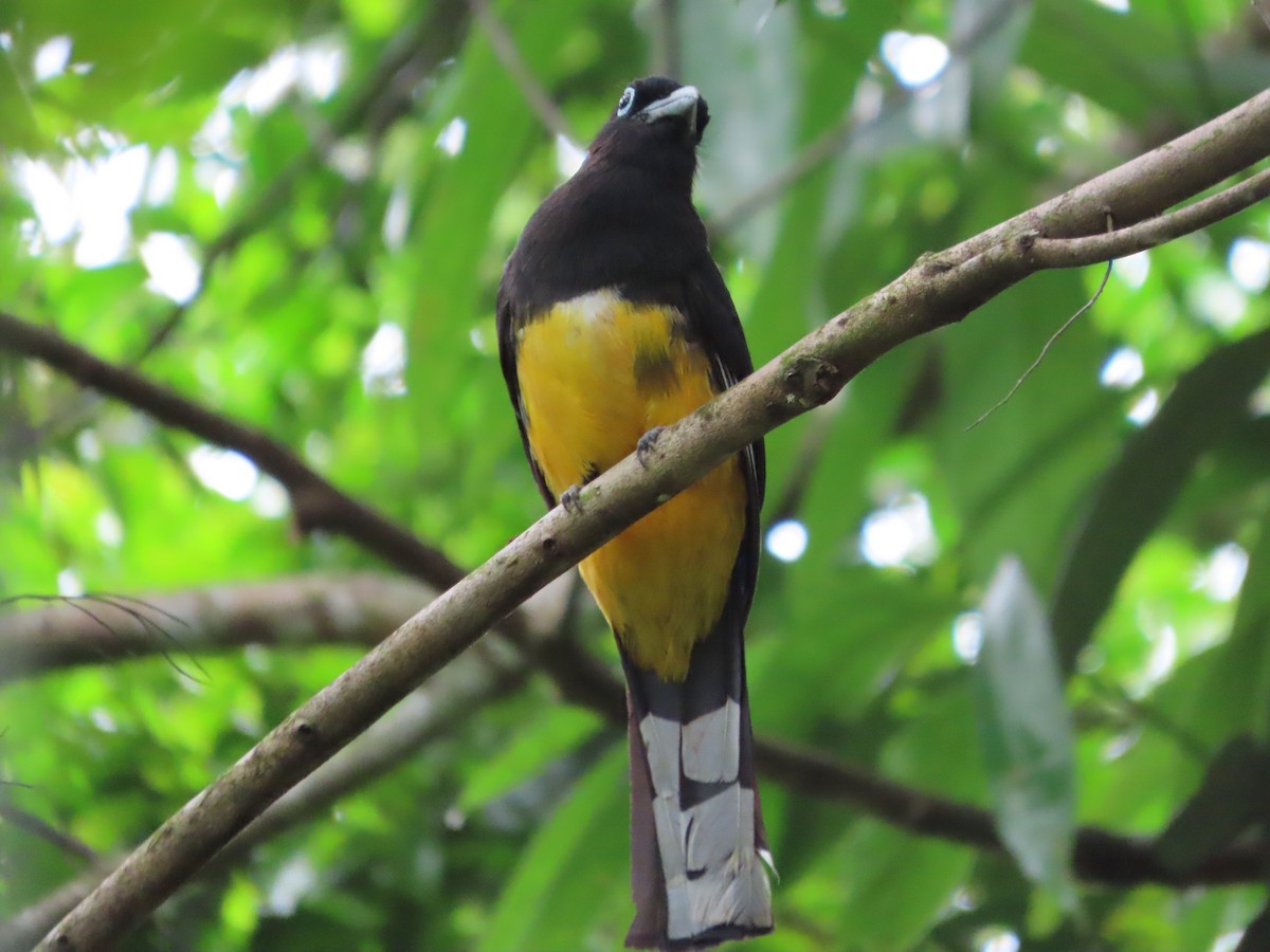 Kara Başlı Trogon - ML643402637
