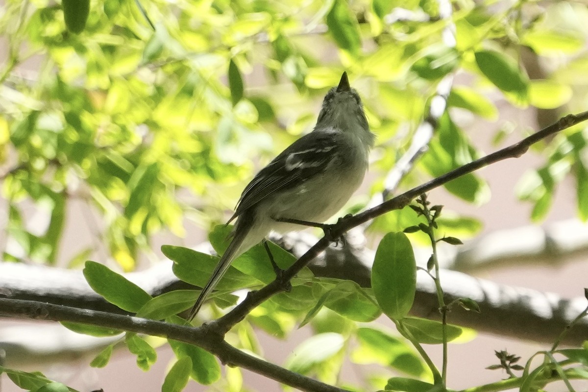 White-crested Tyrannulet (White-bellied) - ML643402643
