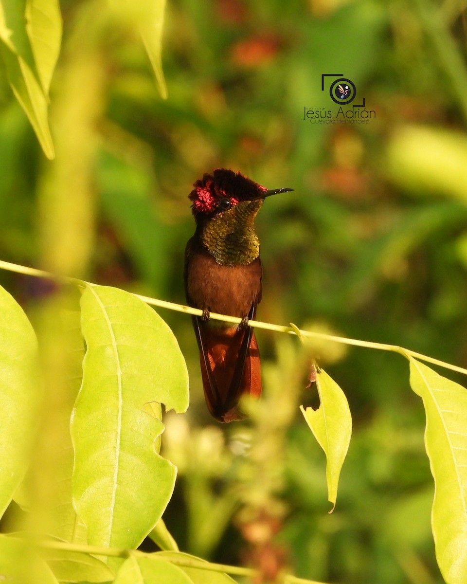 Ruby-topaz Hummingbird - ML643402654