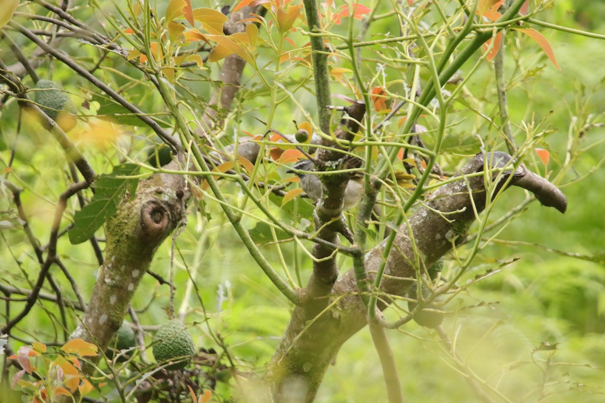 Buff-throated Saltator - ML643402656