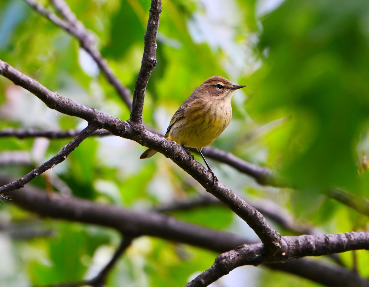 Palm Warbler - ML643402671