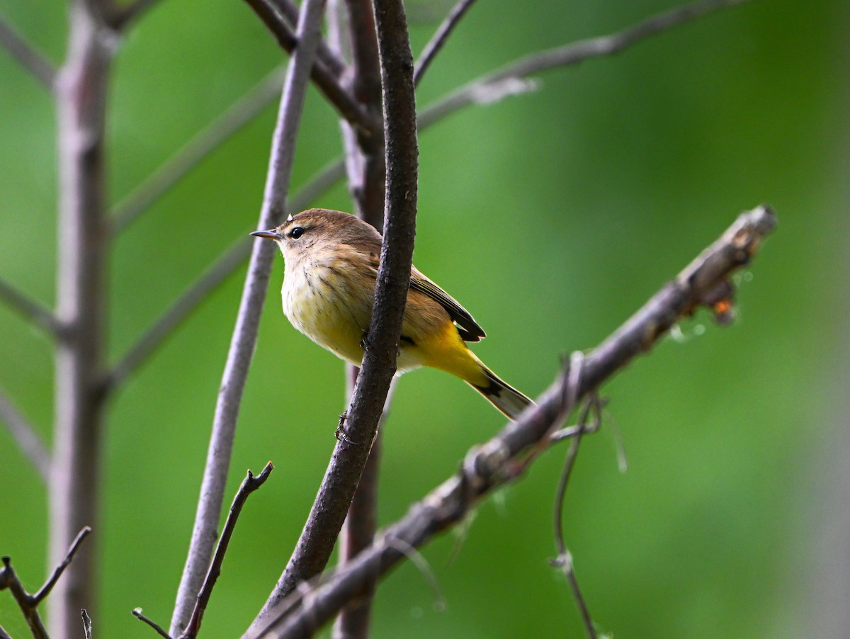 Palm Warbler - ML643402672