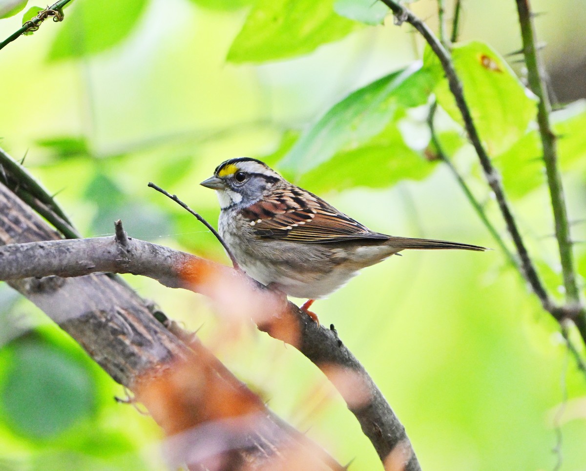 White-throated Sparrow - ML643402684
