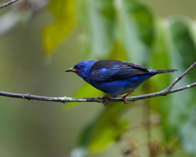 Blue Dacnis - ML643402688
