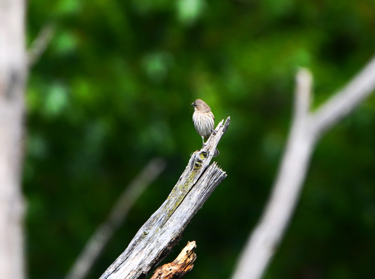 House Finch - ML643402691
