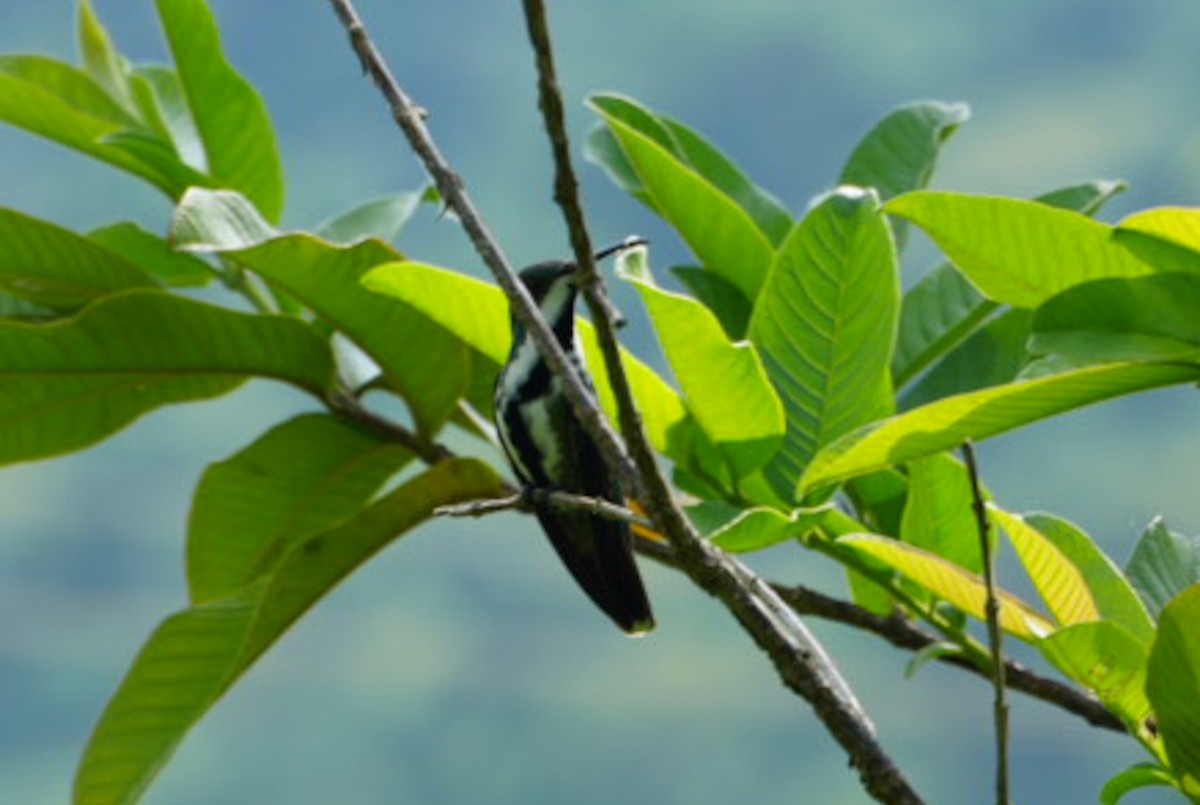 Black-throated Mango - ML643402692