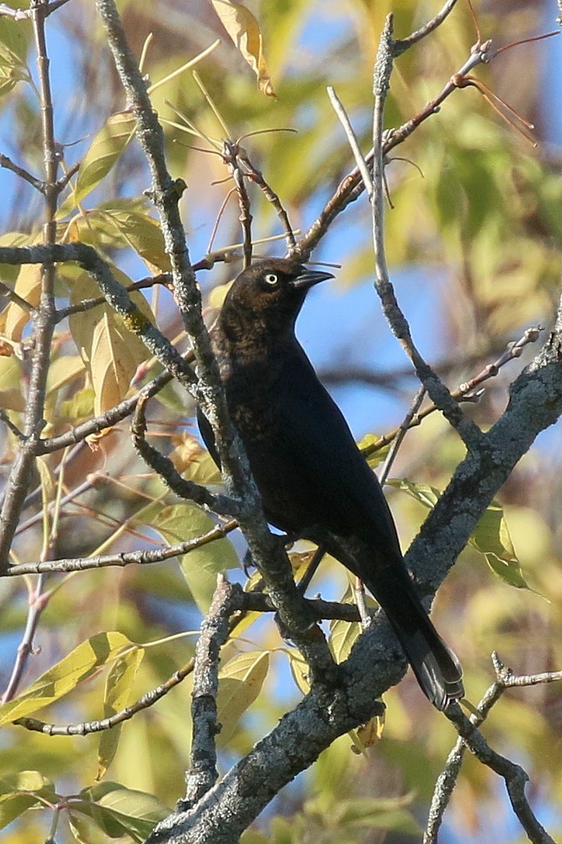 Rusty Blackbird - ML643402694