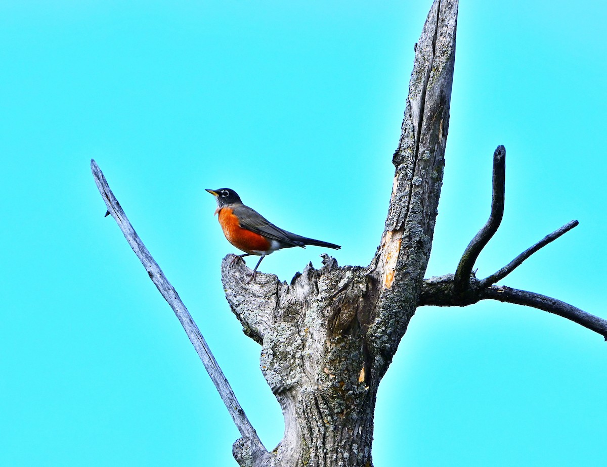 American Robin - ML643402698