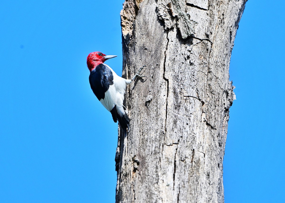 Red-headed Woodpecker - ML643402705