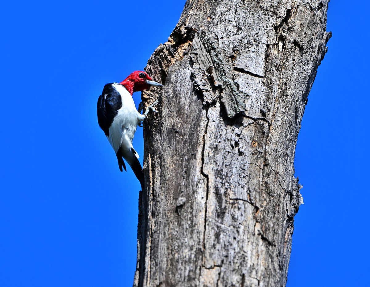 Red-headed Woodpecker - ML643402706