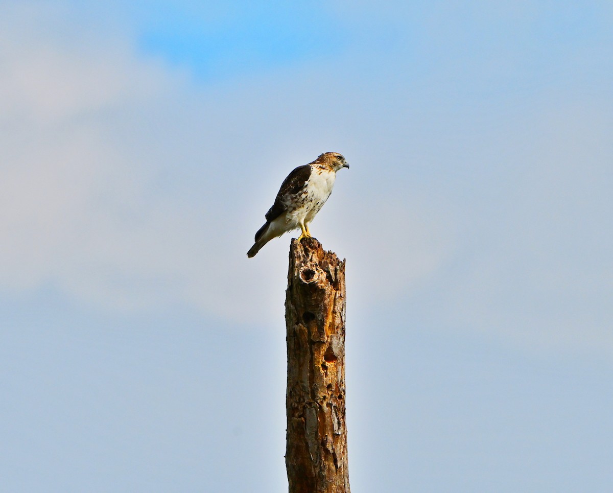 Red-tailed Hawk - ML643402711