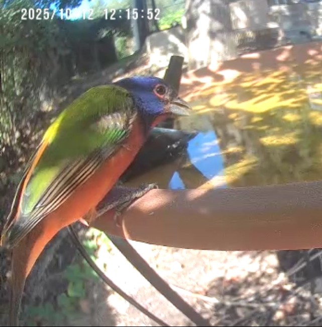 Painted Bunting - ML643402721