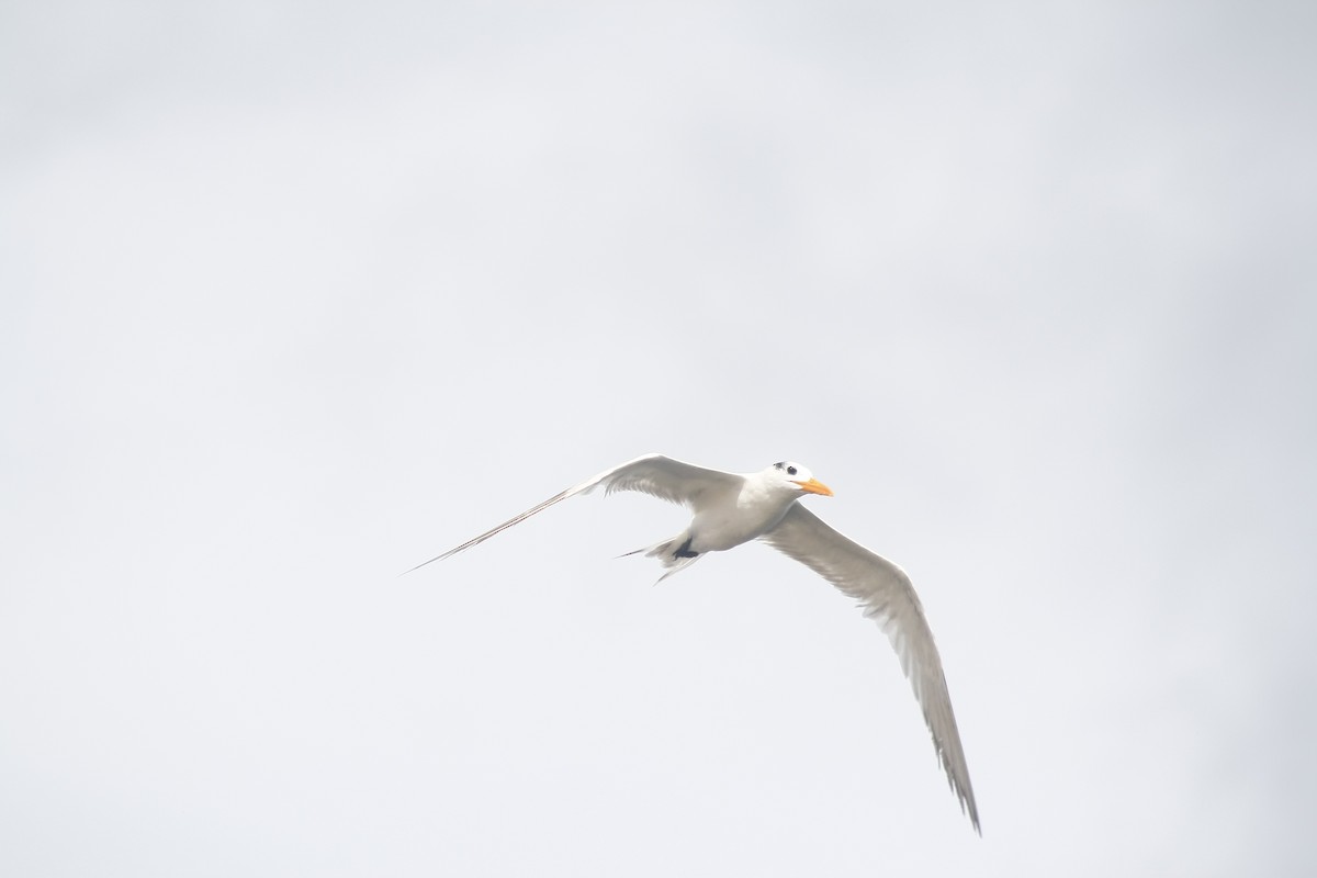 Royal Tern - ML643402726