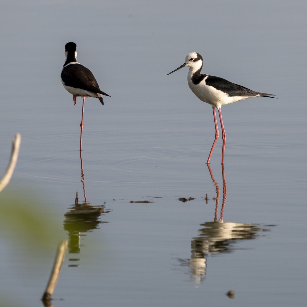 Black-necked Stilt (White-backed) - ML643402727