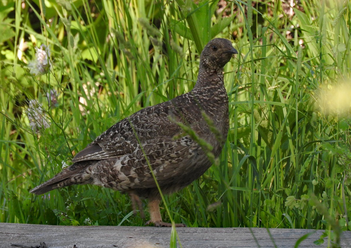 Dusky Grouse - ML643402728