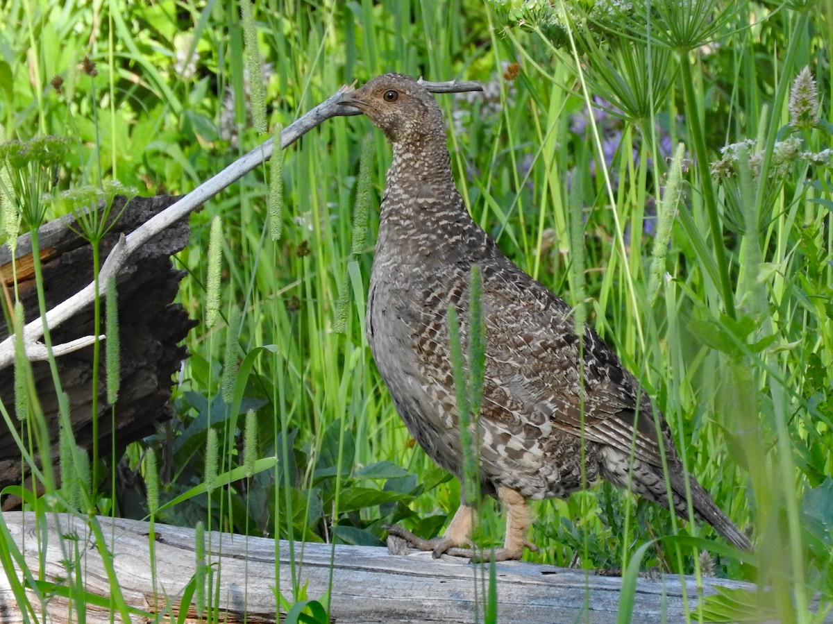 Dusky Grouse - ML643402729