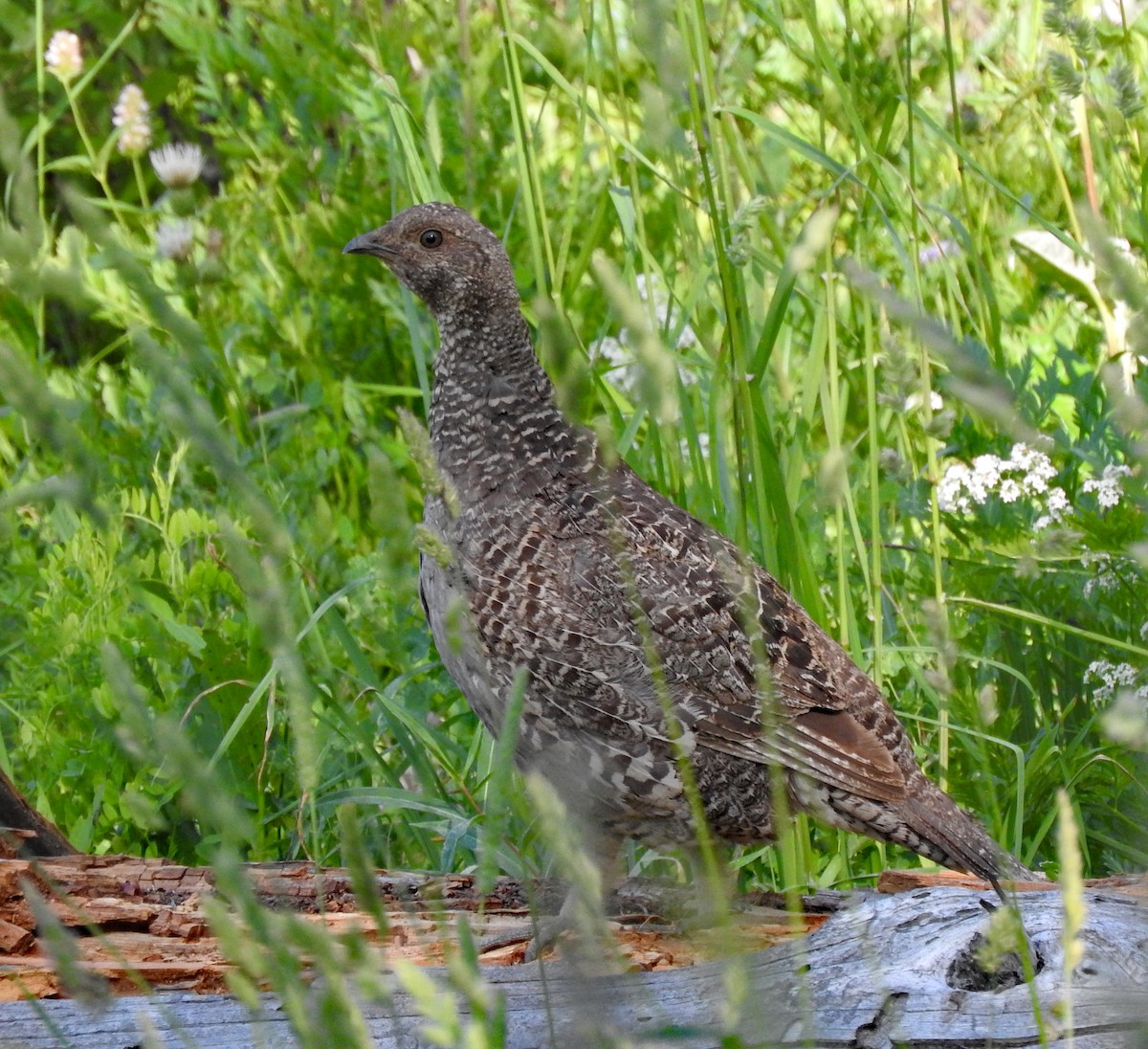 Dusky Grouse - ML643402730