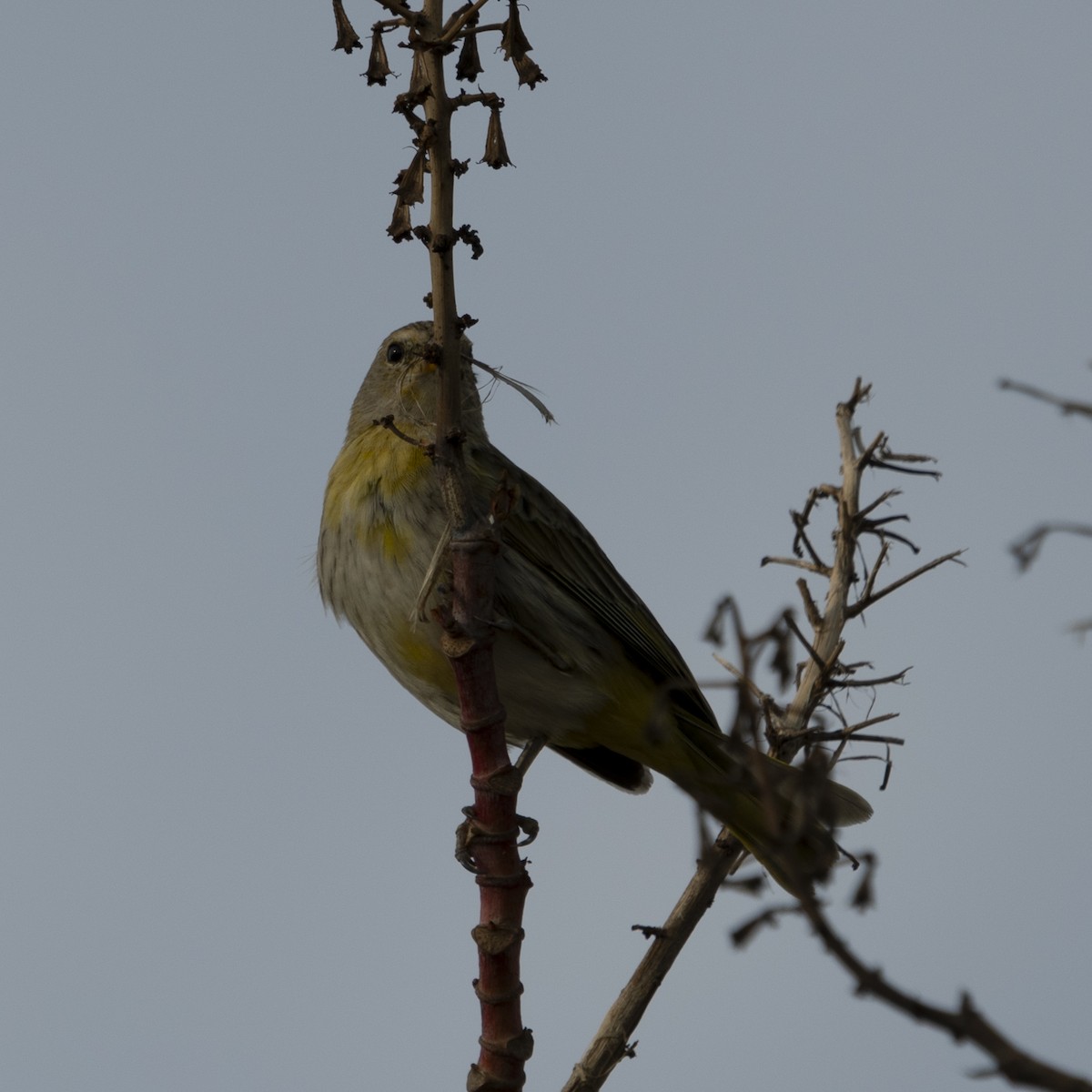 Saffron Finch - ML643402736