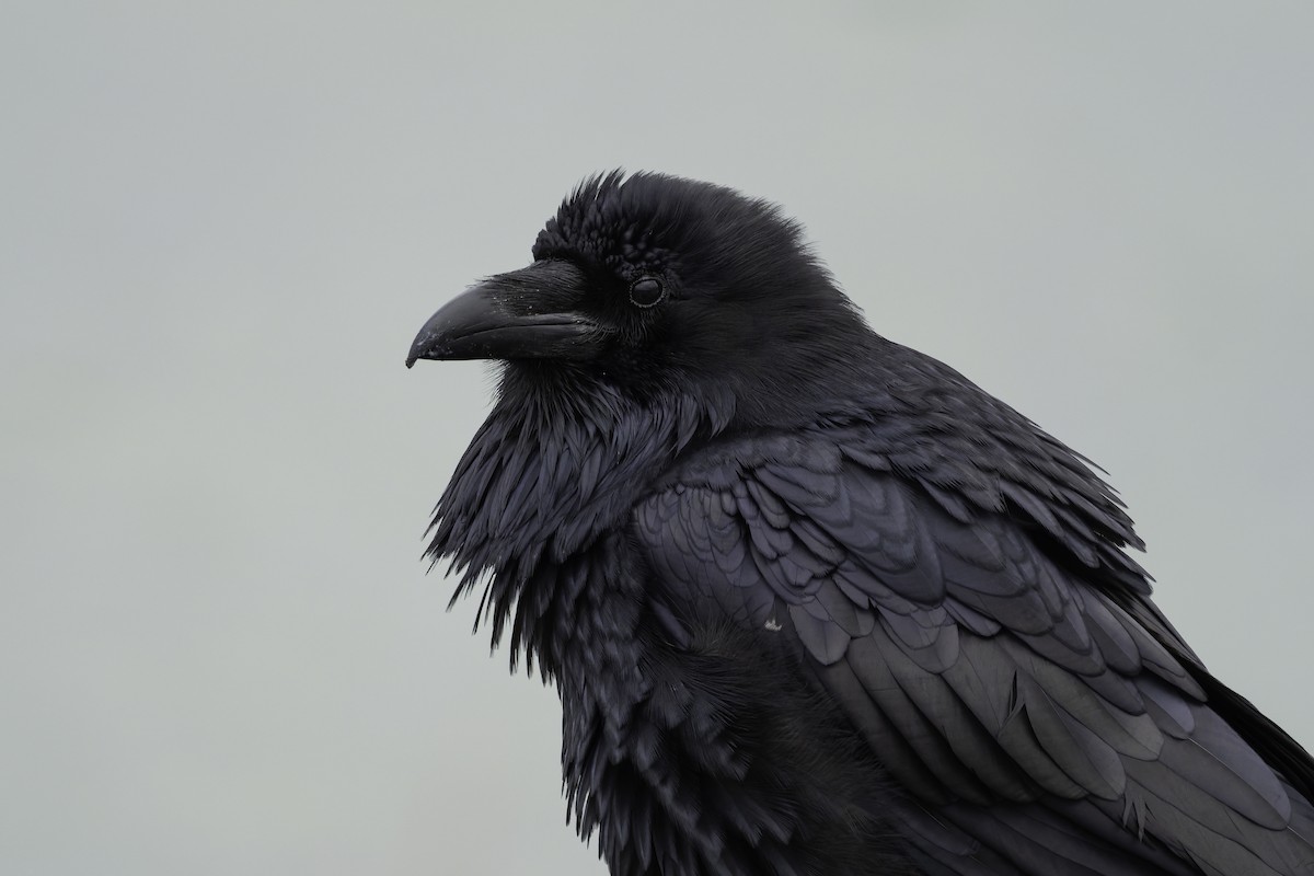 Common Raven - ML643402750