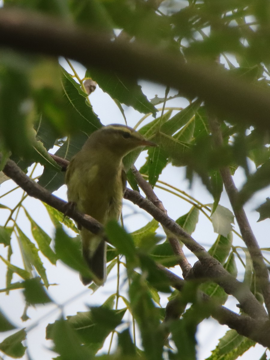 Brooks's Leaf Warbler - ML643402752