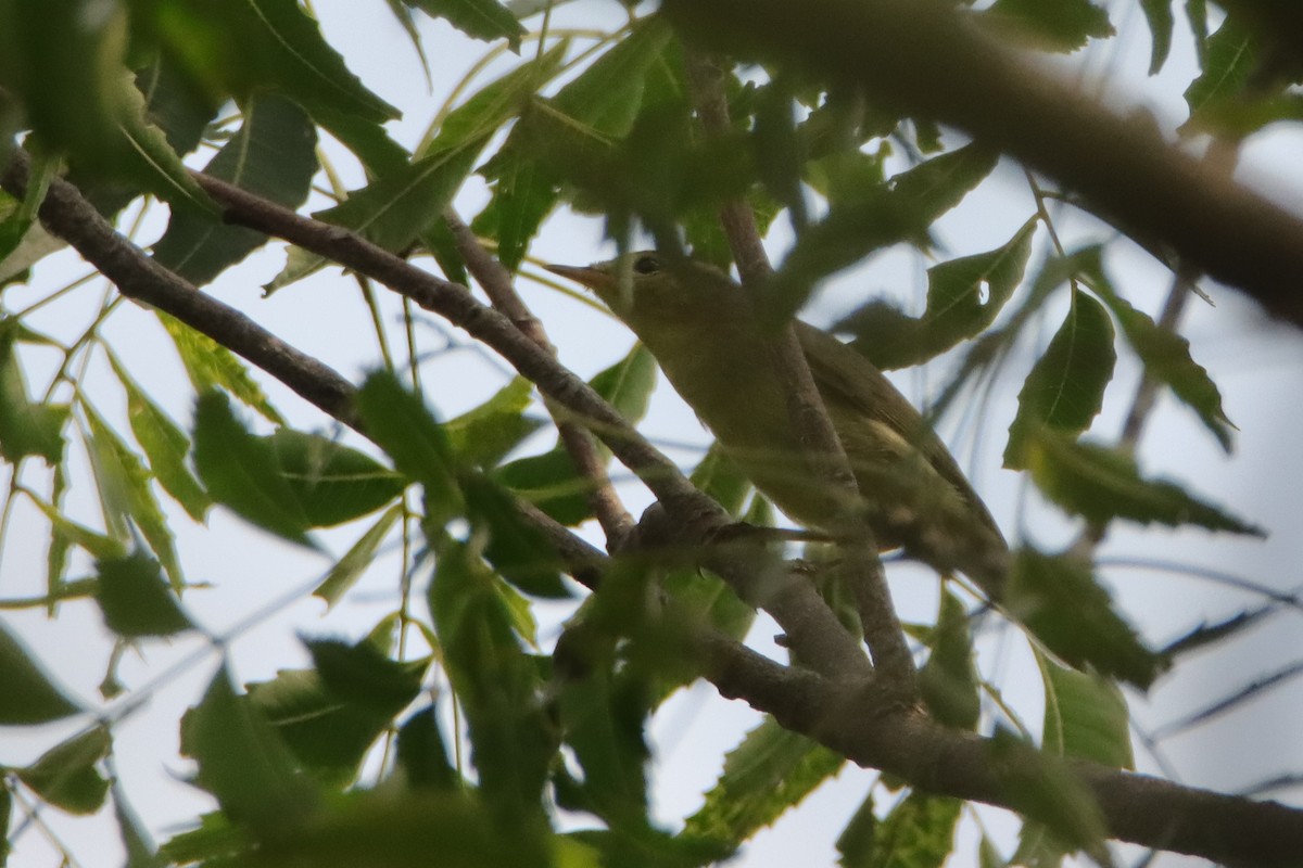 Brooks's Leaf Warbler - ML643402753