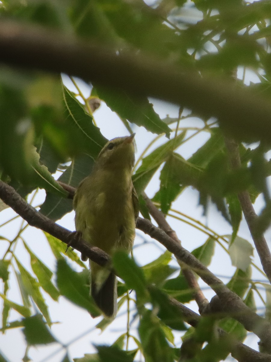 Brooks's Leaf Warbler - ML643402754