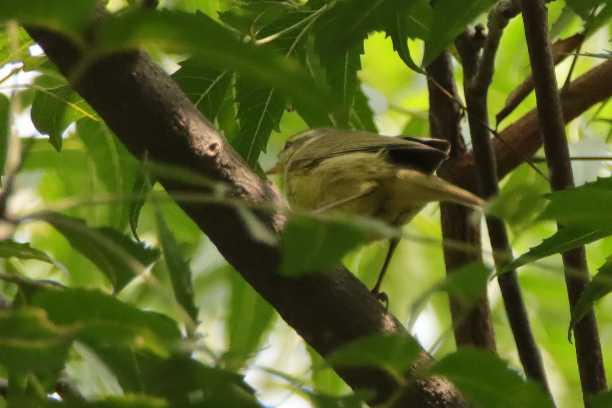 Brooks's Leaf Warbler - ML643402755