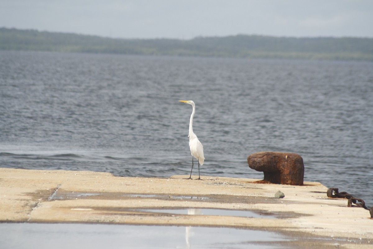 Great Egret - ML643402758