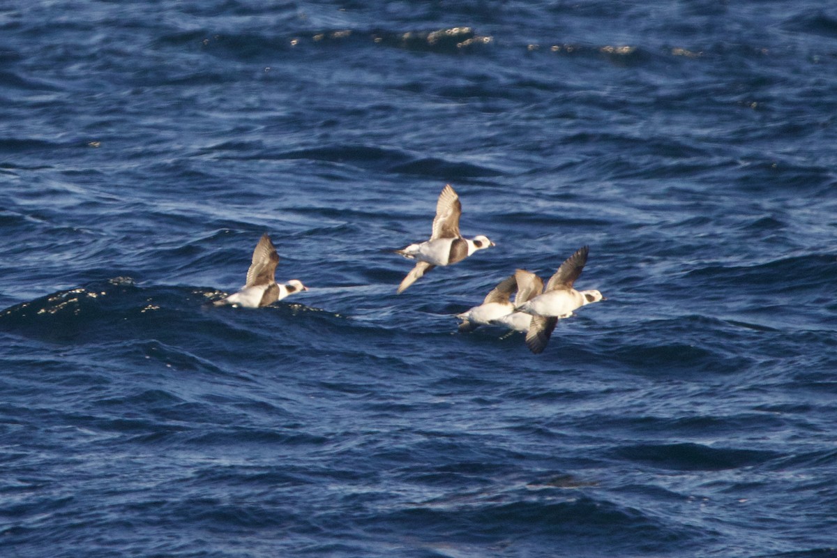 Long-tailed Duck - ML643402769