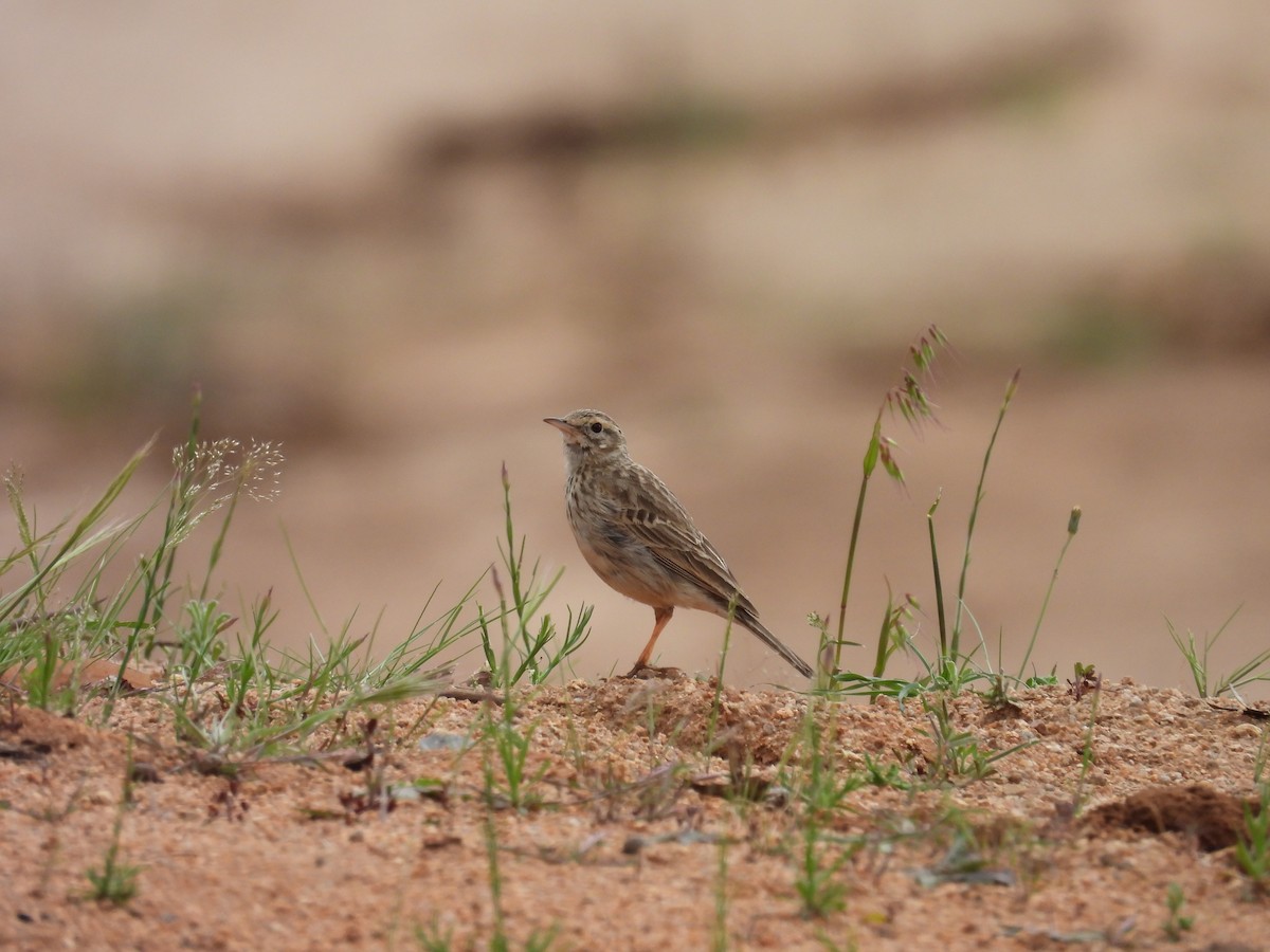 Australian Pipit - ML643402770