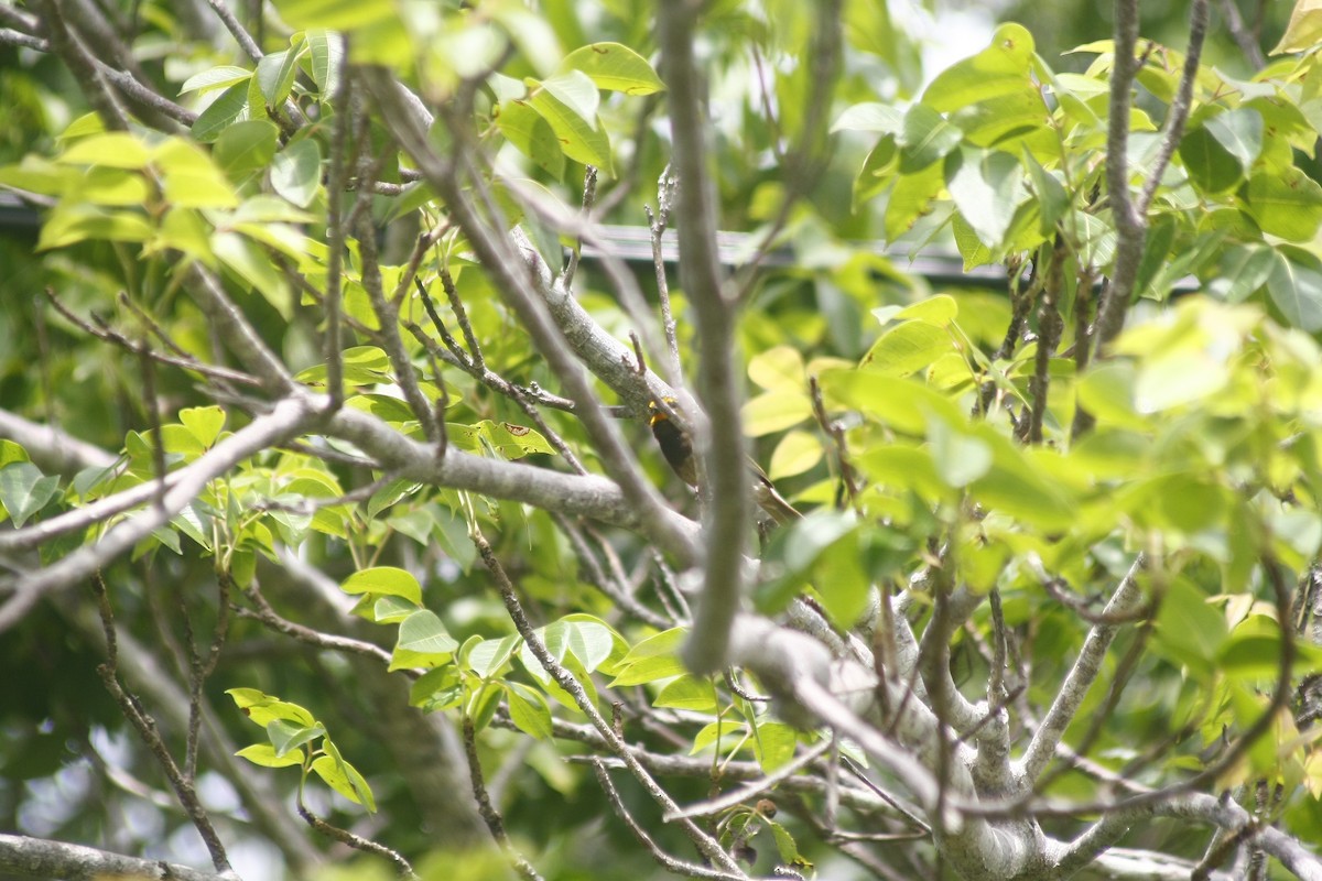 Yellow-faced Grassquit - ML643402773