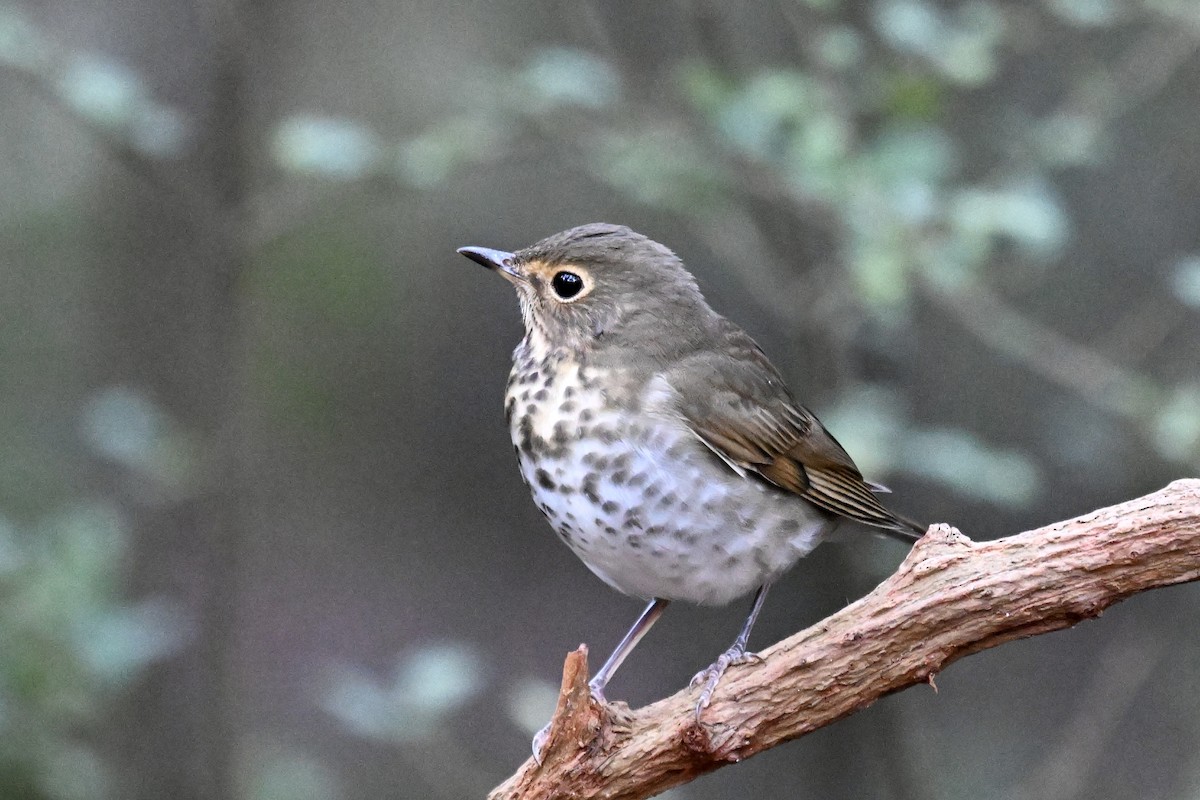 Swainson's Thrush - ML643402783