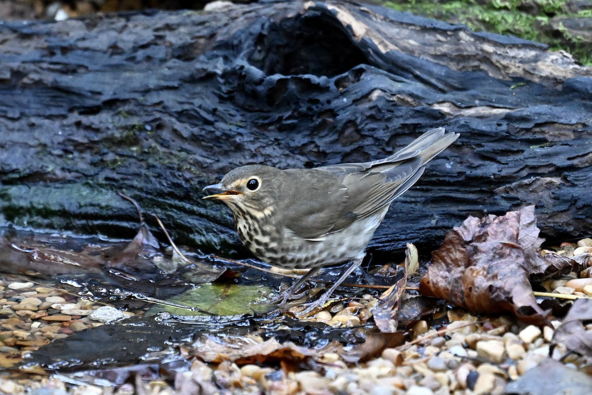 Swainson's Thrush - ML643402788