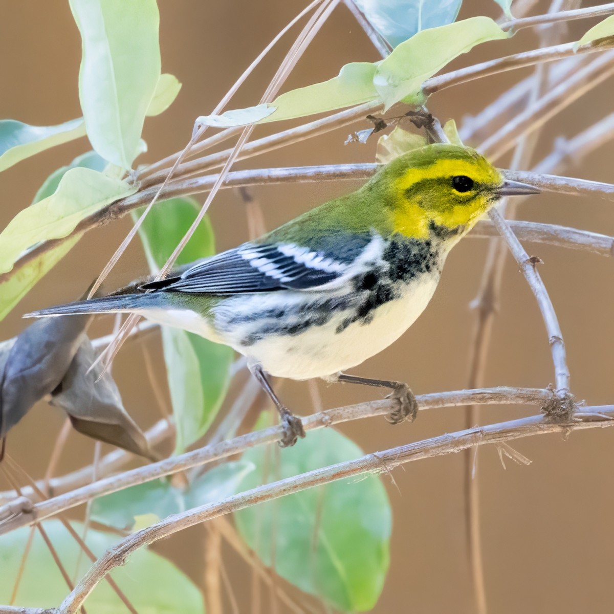 Black-throated Green Warbler - ML643402794