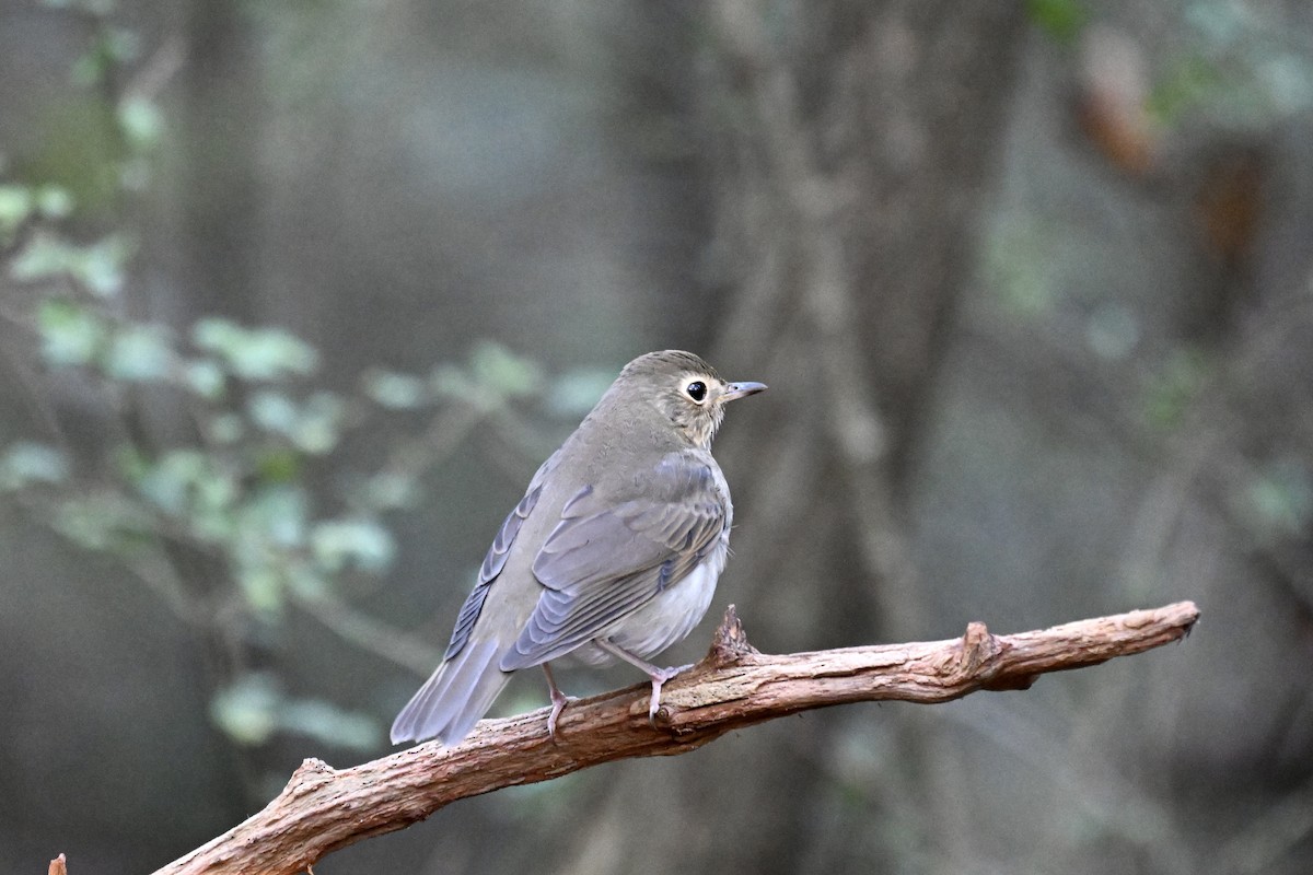 Swainson's Thrush - ML643402802