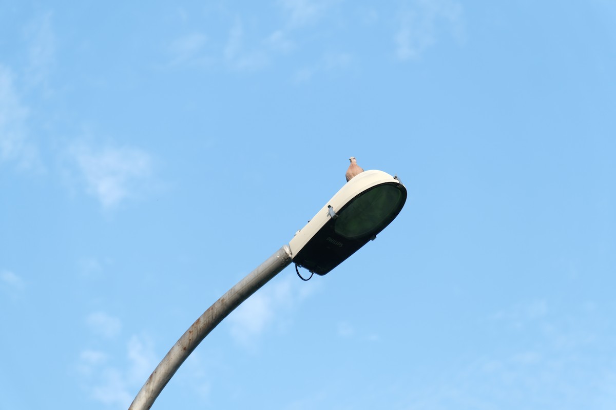 珠頸斑鳩 - ML643402828