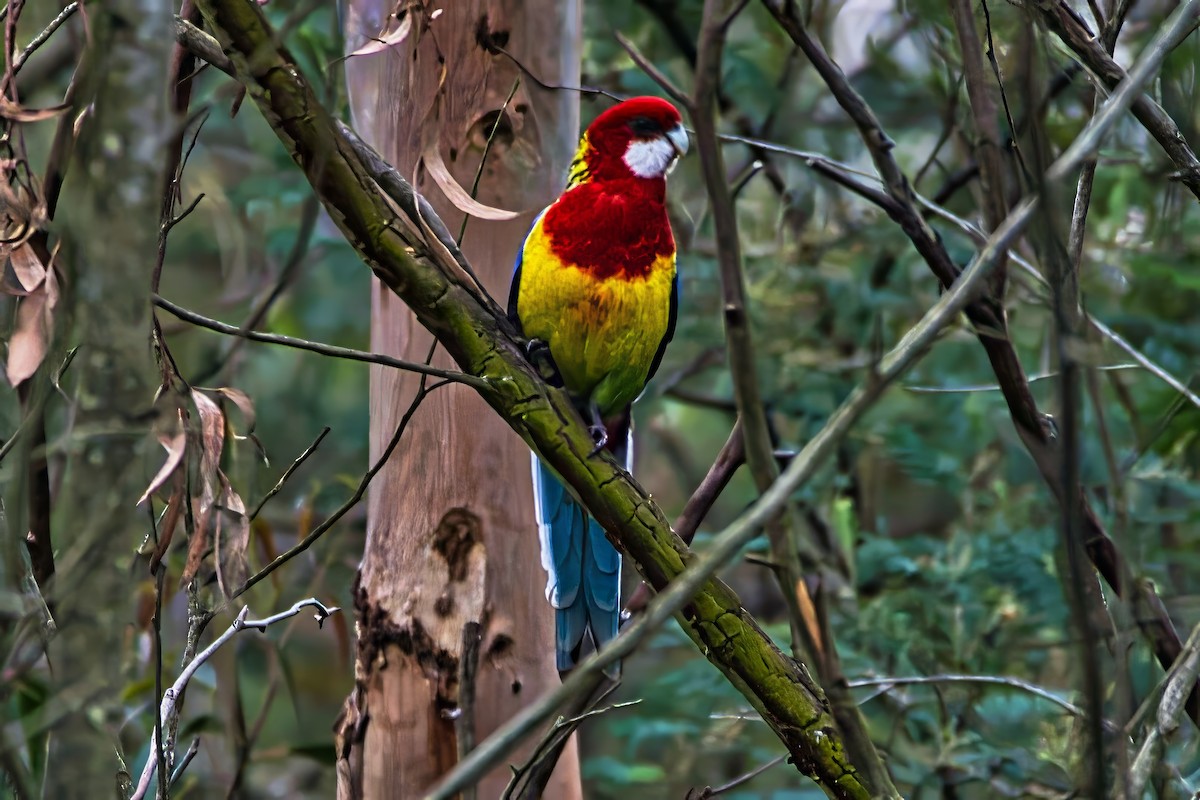 Eastern Rosella - ML643402830
