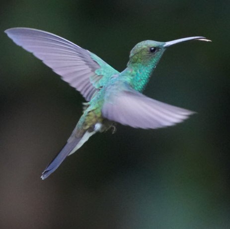 White-vented Plumeleteer - ML643402839