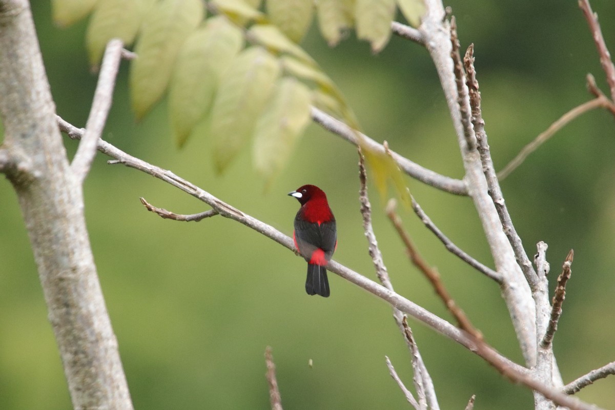 Crimson-backed Tanager - ML643402846