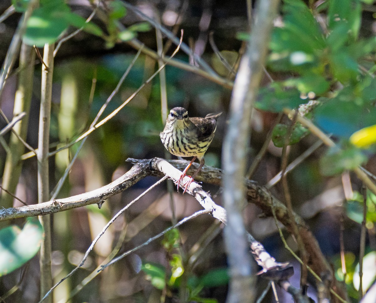 Northern Waterthrush - ML643402848