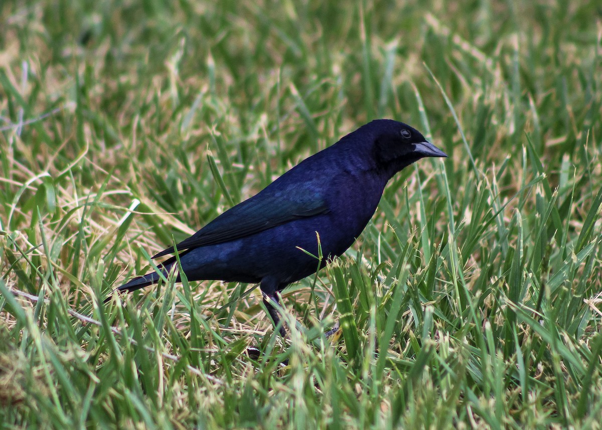 Shiny Cowbird - ML643402863
