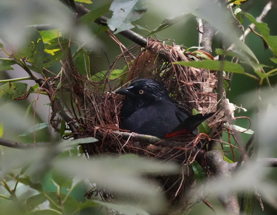 Red-bellied Grackle - ML643402872