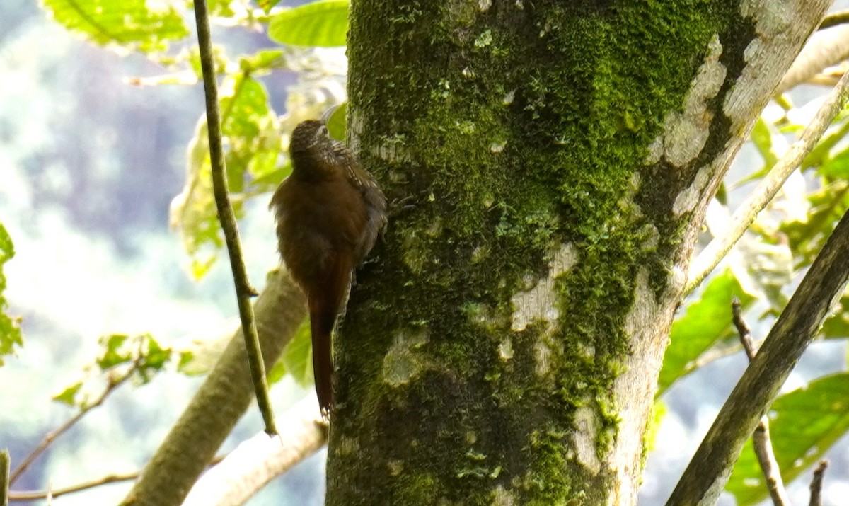 Montane Woodcreeper - ML643402881