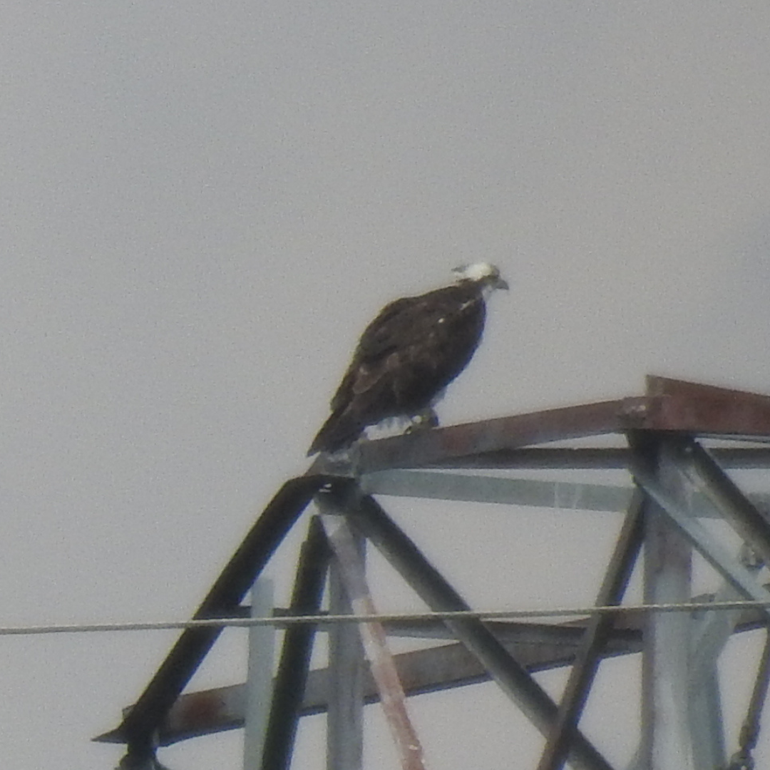 Águila Pescadora - ML643402915