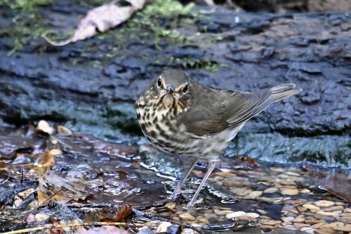 Swainson's Thrush - ML643402944